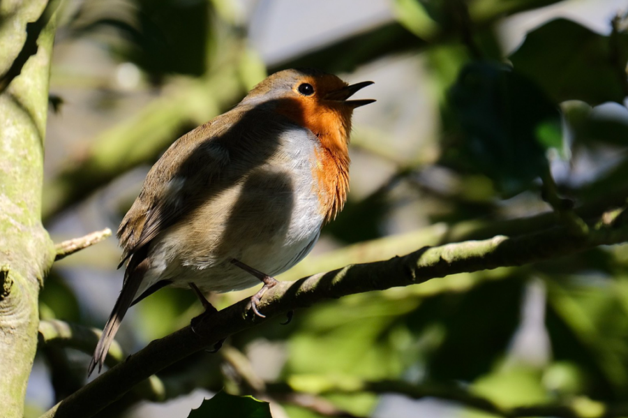 Cemetery Wildlife